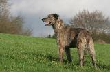 IRISH WOLFHOUND 400
